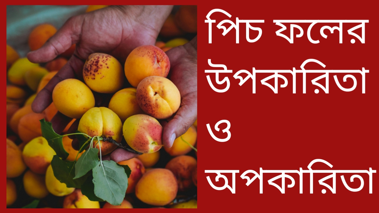 পিচ ফলের উপকারিতা ও অপকারিতা