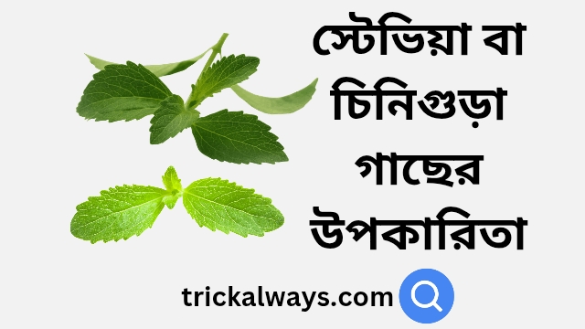 স্টেভিয়া বা চিনিগুড়া গাছের উপকারিতা